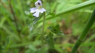 Drug eyebright Euphrasia stricta  20130623 [upl. by Woo]