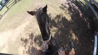 GOPRO VIEW ELLIE 5 POINT BREASTPLATE TRIAL PART 1  NERVOUS RIDER EQUESTRIAN TRAINING [upl. by Ferrick]