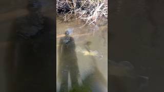 2 Huge Cod FIGHTING for Territory fish fishing murraycod fishinglife [upl. by Labinnah]