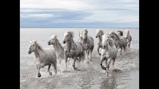 National Geographic Documentary  Horses  Amazing Story about this wonderful creature [upl. by Arracat]