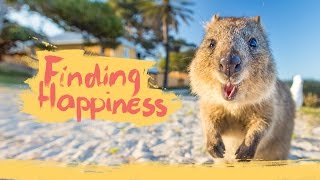 Finding Happiness  The Quokka Way Kickstarter Book NOW LIVE [upl. by Lizned562]