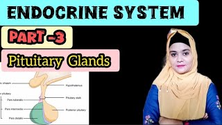 pituitary gland ✓😊❤  structure and function of pituitary gland  bscnursing trendingvideo [upl. by Adine]