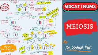 Meiosis  Comparison between Mitosis amp Meiosis  MDCAT  NUMS  NEET [upl. by Felic946]