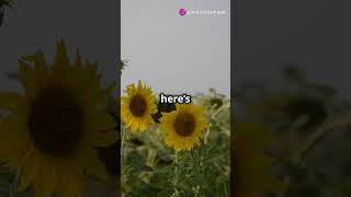 Why Do Sunflowers Turn Toward the Sun🌻 education interestingfacts [upl. by Glick]