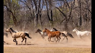 Dude Ranches of Arizona Teaser [upl. by Heilner]