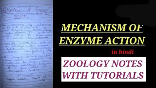 MECHANISM OF ENZYME ACTION IN HINDI mechanismofenzymeaction enzymes bbmku zoology vbu [upl. by Fugere903]