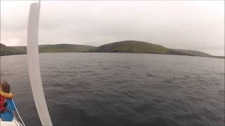 Wild killer whales in Shetland [upl. by Noirod553]