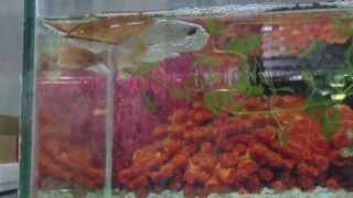 เพาะปลากัดง่ายๆ Breeding Betta รถเมล์พาทัวร์ [upl. by Porty]