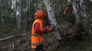 CFPPA Pamiers  Chantier Bûcheronnage [upl. by Terpstra]