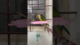 സൂപ്രവൈസർകളി l Kallu and Mittu l My Pets mittu and Kallu  My companion lparrottraining petbirds [upl. by Yesllek]