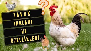 Tavukçuluk İçin Tercih Edilen Tavuk Irkları  Özellikleri [upl. by Redna]