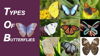 The Most Common Types of Butterflies Name In English  List of Butterflies  60 Butterflies [upl. by Inaluiak]