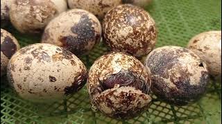 Hatching  Quail Eggs Hatching Day 16 [upl. by Hsreh85]