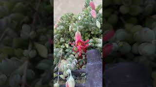 Cotyledon Pendens blooming [upl. by Dzoba]