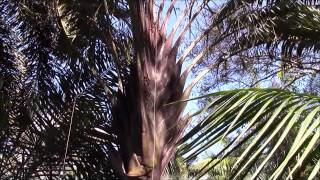 Dypsis Palms in my collection [upl. by Loreen]