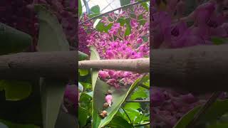 Showy medinilla garden flowers gardenflowers nature [upl. by Netsirc]