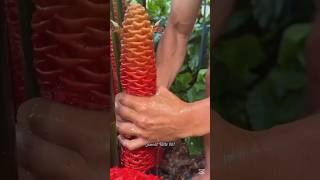 Why They Squeeze This Flower 😨 SomratFacts007 viral shorts [upl. by Piper140]