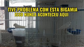 TIVE PROBLEMAS COM A BIGAMIA [upl. by Jobina]