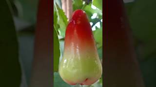 syzygium samarangense Water Apple [upl. by Ultun]