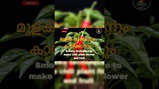 Spicy Plant How Chili Plants Flower and Fruit [upl. by Lessirg]