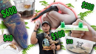 How much are PEOPLE PAYING at the Reptile Super Show [upl. by Amias788]