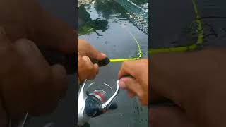 Barramundi fishing ตกปลา mancing fish ปลา [upl. by Am]