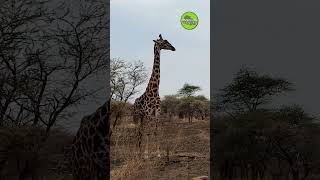 Epic Wildlife Encounters In Tanzania [upl. by Yauqaj]