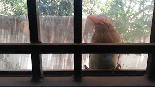 Brown headed Barbet shouting in my window [upl. by Sana]