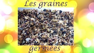 Alimentation GRAINES GERMÉES  Quoi comment quelle quantité [upl. by Hurd]