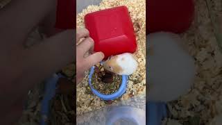 Anne hamster’a çaktırmadan yavruları kontrol edip kokunun kaynağını bulmam gerek😢 hamsters merak [upl. by Primrosa823]