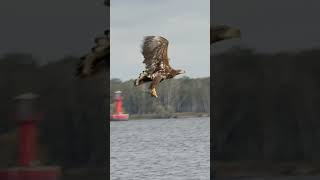 Whitetailed Eagle diving in super slowmotion catching a fish 🦅 [upl. by Eudocia]