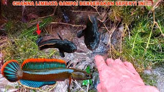 ANEH Ikan Channa Limbata Di Tempat Ini Selalu Banyak Sekali  Panen Channa Limbata Rim Tebal [upl. by Eiten]