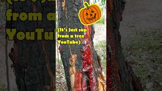 Bloodwood trees are pretty wild Halloween nature foryou [upl. by Felicdad]