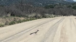 Meep meep Roadrunner [upl. by Koah]