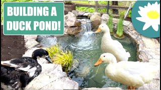 Building a Pond for DUCKS [upl. by Rosario]