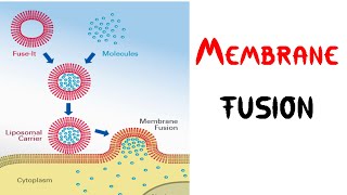 Membrane fusion in vesicle transport and trafficking [upl. by Gnus875]