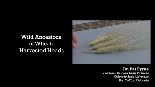 Wild Ancestors of Wheat Harvested Heads [upl. by Doralyn]