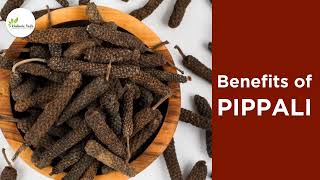 Ayurvedic Health Benefits Of Long Pepper Pippali  Dr Neha Ahuja [upl. by Lenwood]