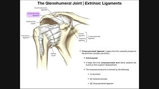 Anatomy and Functions of the Glenohumeral Joint Part 2 [upl. by Enimsaj36]