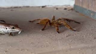 Tarantula vs lizard in Zanzibar [upl. by Olram887]