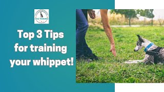 Top Tips for Training your Whippet [upl. by Isa128]