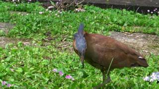 黑冠麻鷺臺灣大學 Malaysian Night Heron Gorsachius melanolophusNTU [upl. by Eniawtna]