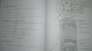 Botany Record Drawing Anatomy Dicot Stem [upl. by Kutchins]