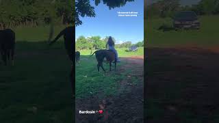 Girl enjoying riding an Ox Ox Oxriding sheep goatriding Buffaloriding cowriding [upl. by Yeliac958]