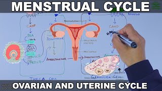 Menstrual Cycle  Ovarian and Uterine Cycle [upl. by Hotze]