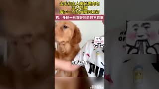 狗子和主人撒娇要肉吃，主人吃醋狗子一个动作瞬间哄好 萌宠 动物 搞笑 [upl. by Maddie]