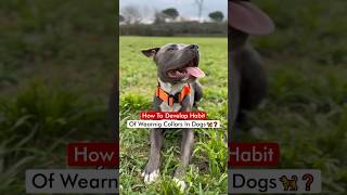 How To Develop Habit Of Wearing Collars In Dogs 🦮❓ [upl. by Brocky107]