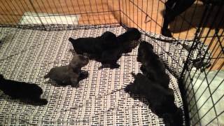 Cane corso puppies Italian mastiff [upl. by Mayes]