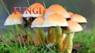 Diversity in Living Organisms  CBSE Class 9 IX Science [upl. by Adieren]