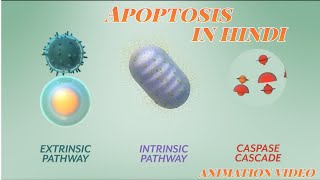 what is ApoptosisThe Apoptotic pathways and the Caspase Cascade Apoptosis Animation video in hindi [upl. by Dnartreb]